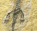 Museum Quality Discosauriscus - Large Specimens #8028-5